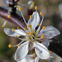 Prunellier. Fleur. Cliquer pour agrandir l'image.