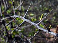 Prunellier. Bourgeons. Cliquer pour agrandir l'image.