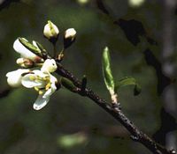 Prunellier. Fleurs. Cliquer pour agrandir l'image.