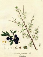 Prunellier. Planche d'identification. Cliquer pour agrandir l'image.