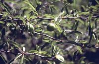 Prunellier. Fruits verts. Cliquer pour agrandir l'image.