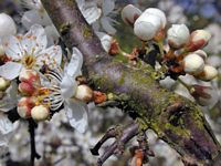 Prunellier. Fleurs en boutons. Cliquer pour agrandir l'image.
