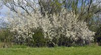 Prunellier. Haie en fleurs. Cliquer pour agrandir l'image.