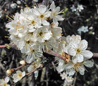 Prunellier. Fleurs. Cliquer pour agrandir l'image.