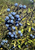 Prunellier. Fruits. Cliquer pour agrandir l'image.