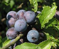 Prunellier. Fruits. Cliquer pour agrandir l'image.