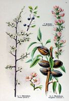 Prunellier. 1. Prunellier. Cliquer pour agrandir l'image.