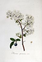 Prunellier. Planche d'identification Flora batava. Cliquer pour agrandir l'image.