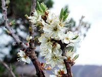 Prunellier. Fleurs. Cliquer pour agrandir l'image.