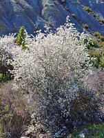 Prunellier. Plante. Cliquer pour agrandir l'image.