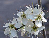 Prunellier. Fleurs. Cliquer pour agrandir l'image.