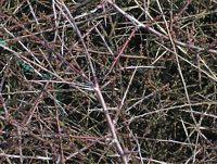 Prunellier. Epines. Cliquer pour agrandir l'image.