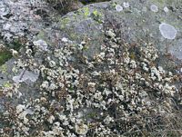 Prunellier. Fleurs. Cliquer pour agrandir l'image.