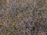 Prunellier. Fruits en hiver. Cliquer pour agrandir l'image.