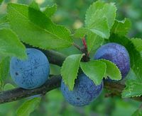 Prunellier. Fruits. Cliquer pour agrandir l'image.