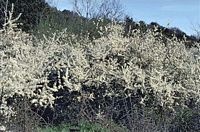 Prunellier. Buisson. Cliquer pour agrandir l'image.