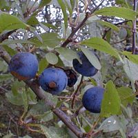 Prunellier. Fruits. Cliquer pour agrandir l'image.