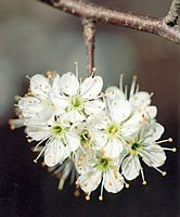 Prunellier. Fleurs. Cliquer pour agrandir l'image.
