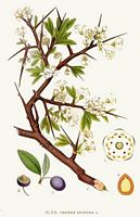 Prunellier. Planche d'identification Linnemand. Cliquer pour agrandir l'image.