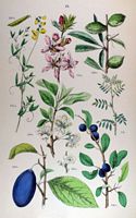 Prunellier. 115. Prunellier. Cliquer pour agrandir l'image.