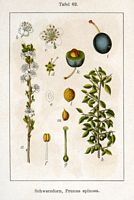 Prunellier. Planche d'identification Sturm. Cliquer pour agrandir l'image.