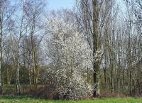 Prunellier. Plante en fleurs. Cliquer pour agrandir l'image.