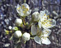 Prunellier. Fleurs. Cliquer pour agrandir l'image.