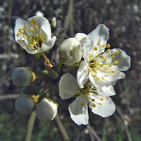 Prunellier. Fleurs. Cliquer pour agrandir l'image.