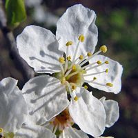 Prunellier. Fleur. Cliquer pour agrandir l'image.