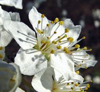 Prunellier. Fleur. Cliquer pour agrandir l'image.