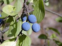 Prunellier. Fruits. Cliquer pour agrandir l'image.