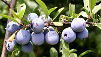 Prunellier. Fruits. Cliquer pour agrandir l'image.