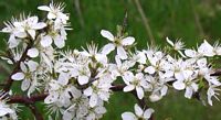 Prunellier. Fleurs. Cliquer pour agrandir l'image.
