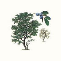 Prunellier. Dessin. Cliquer pour agrandir l'image.