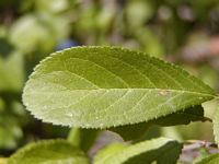 Prunellier. Feuille. Cliquer pour agrandir l'image.