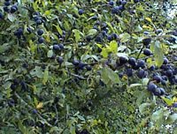 Prunellier. Fruits. Cliquer pour agrandir l'image.