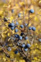 Prunellier. Prunelles. Cliquer pour agrandir l'image.