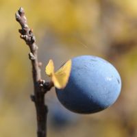 Prunellier. Prunelles. Cliquer pour agrandir l'image.