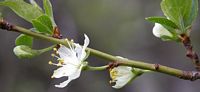 Prunier commun. Fleurs. Cliquer pour agrandir l'image.
