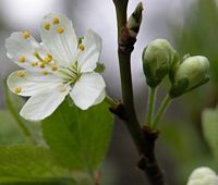 Prunier commun. Fleurs en bouton. Cliquer pour agrandir l'image.