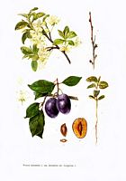 Prunier commun. Planche d'identification. Cliquer pour agrandir l'image.