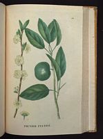 Prunier commun. Planche d'identification Saint-hilaire. Cliquer pour agrandir l'image.