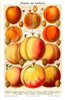 Pruniers. Peches et abricots, planche meyer. Cliquer pour agrandir l'image.