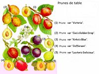 Pruniers. Planche d'identification. Cliquer pour agrandir l'image.