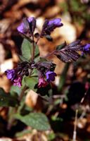 Pulmonaire affine. Allagnat. Cliquer pour agrandir l'image.