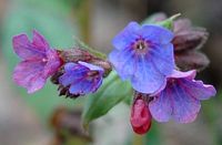 Pulmonaire affine. Fleur, Villars. Cliquer pour agrandir l'image.