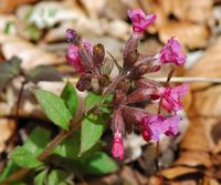 Pulmonaire affine. Fleur, Allagnat. Cliquer pour agrandir l'image.