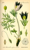Pulsatille commune. Planche d'identification Thomé. Cliquer pour agrandir l'image.