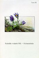 Pulsatille commune. Planche d'identification Oltmanns. Cliquer pour agrandir l'image.
