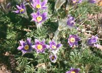 Pulsatille commune. Fleurs. Cliquer pour agrandir l'image.